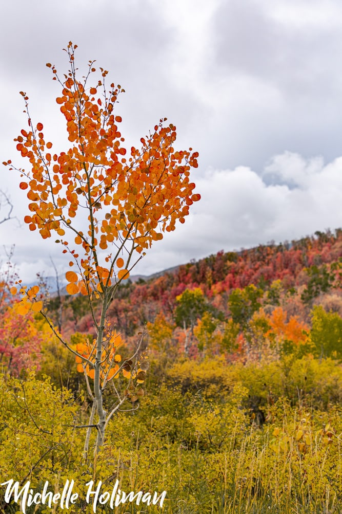 Utah Utah 9