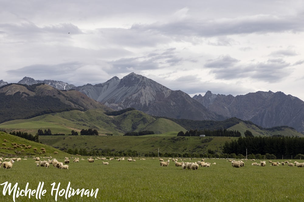 New Zealand New Zealand 11