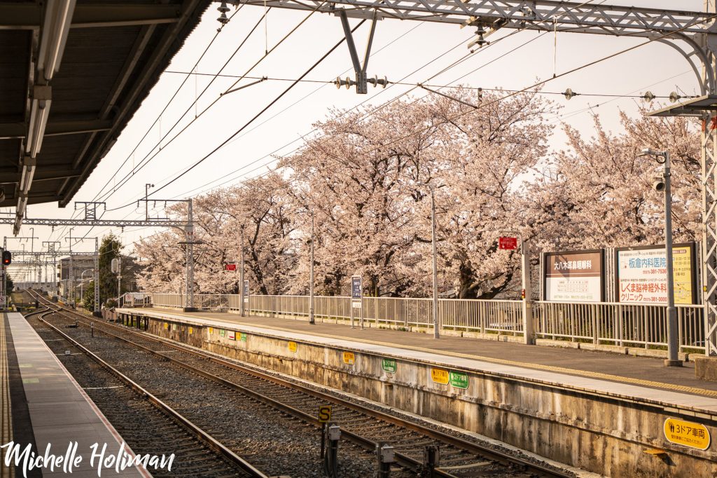 Train Tracks under cherry blossom trees, Kyoto, Japan