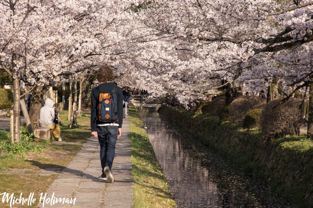 Man walking along the Philosopher's Path during Cherry Blossom Season