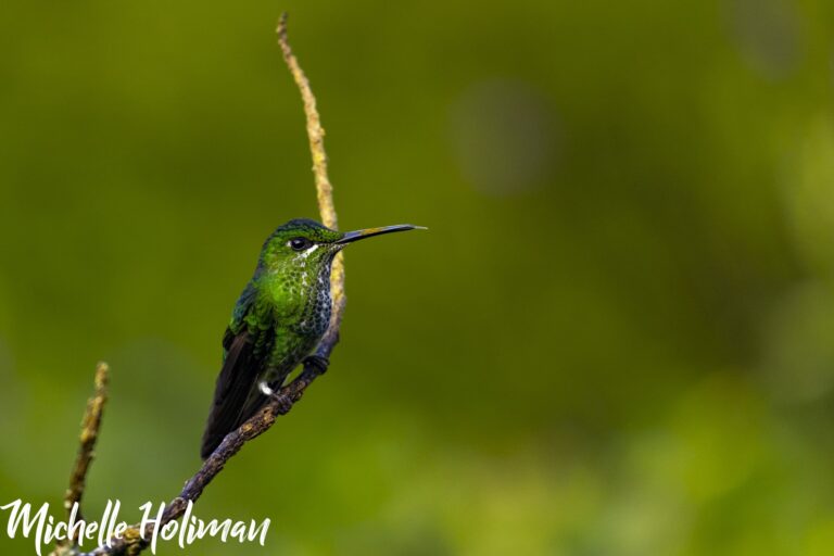 Costa Rica-15