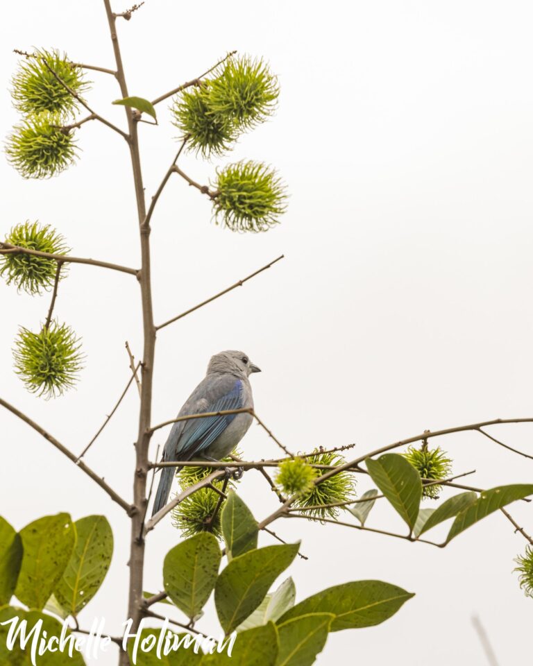 Costa Rica-3
