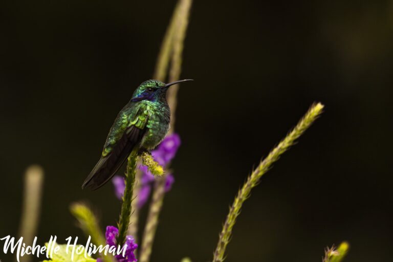 Costa Rica-9