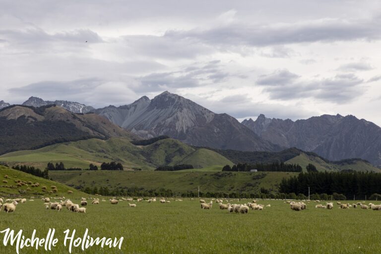 New Zealand-11