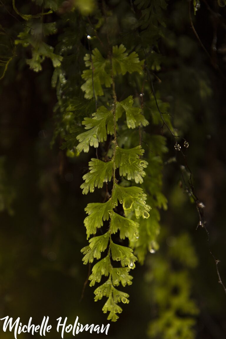 New Zealand-15